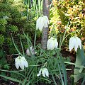 Fritillaria meleagris 'Alba'