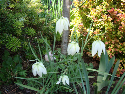 Fritillaria meleagris 'Alba'