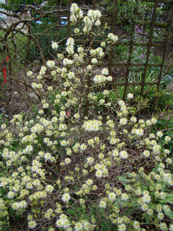 Fothergilla major