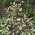 Fothergilla major