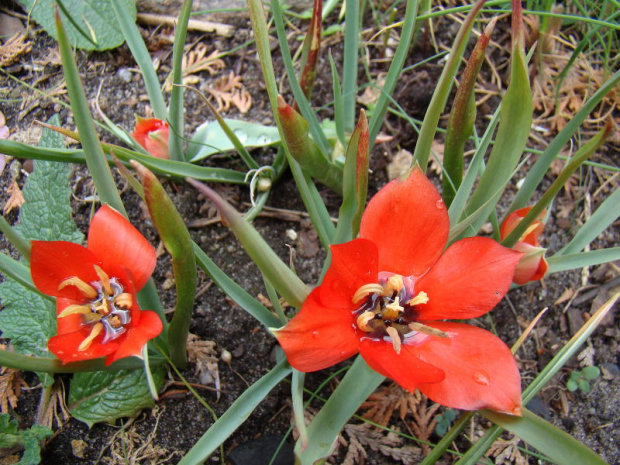 Tulipa linifolia