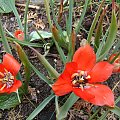 Tulipa linifolia