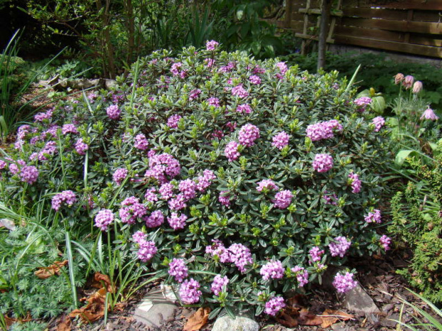 Daphne x susannae 'Tage Lundell'