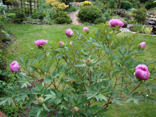 Paeonia suffruticosa