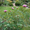 Paeonia suffruticosa