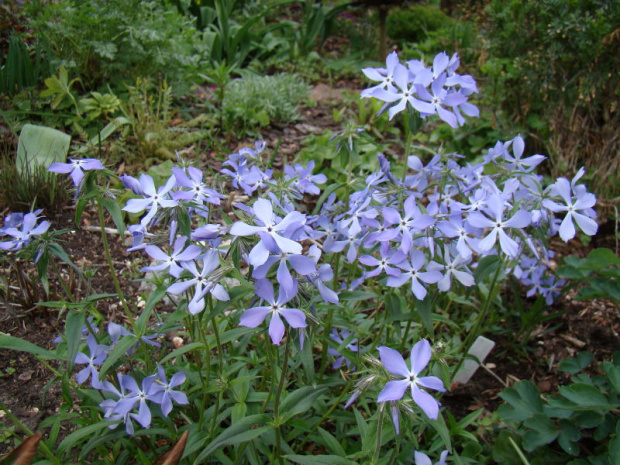 Phlox divaricata