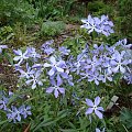 Phlox divaricata