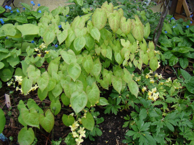 Epimedium x versicolor 'Sulphureum'