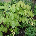 Epimedium x versicolor 'Sulphureum'