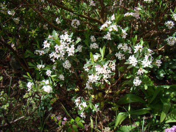 Daphne tangutica