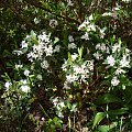 Daphne tangutica