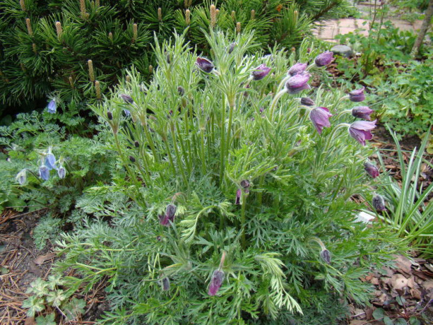 Pulsatilla 'Anna Zachar'