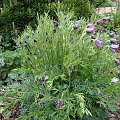 Pulsatilla 'Anna Zachar'