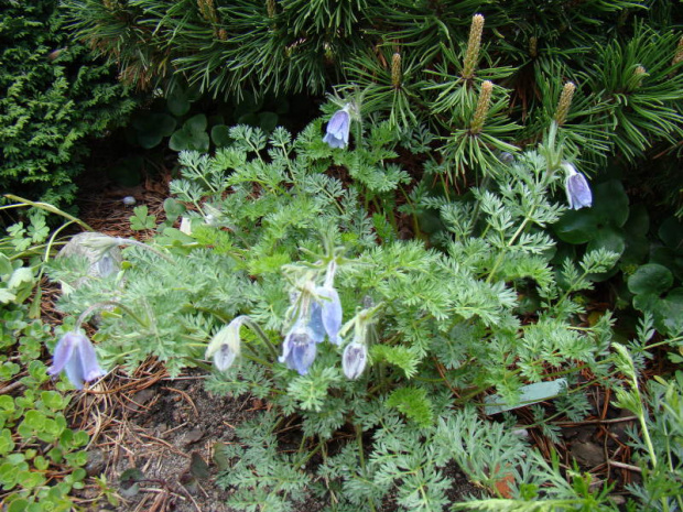 Pulsatilla turczaninowii