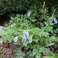 Pulsatilla turczaninowii