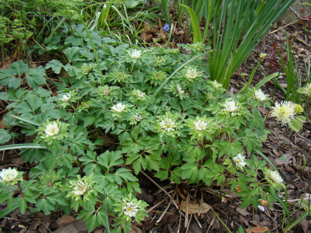 Anemone nemorosa 'Amelia