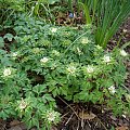 Anemone nemorosa 'Amelia