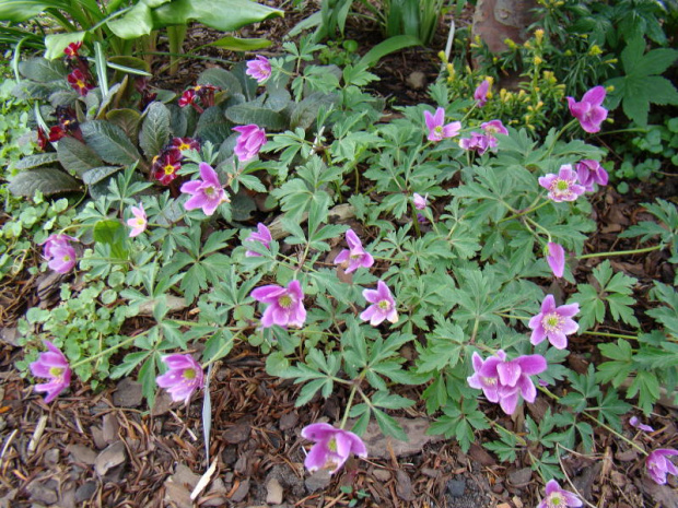 Anemone nemorosa