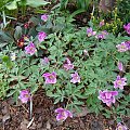 Anemone nemorosa