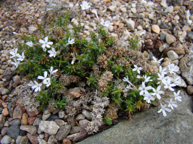 Phlox 'Tiny Buggles'