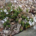 Phlox 'Tiny Buggles'