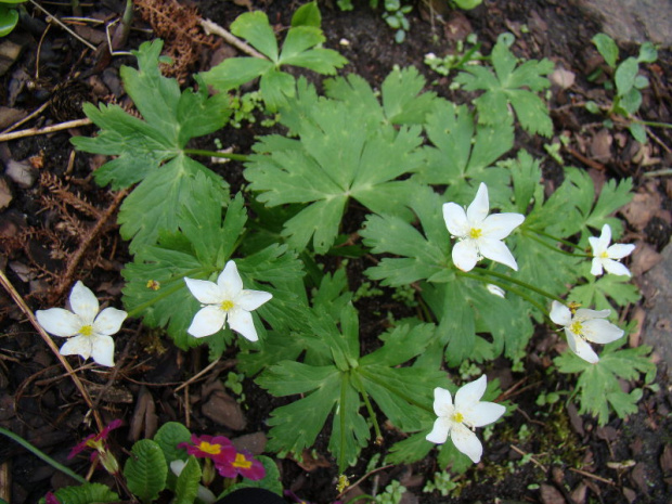 Anemone flaccida