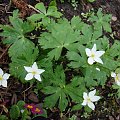 Anemone flaccida