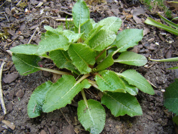 Primula sikkimensis