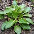 Primula sikkimensis