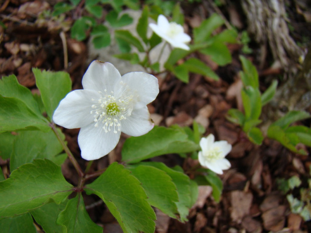 Anemone trifolia