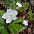 Anemone trifolia