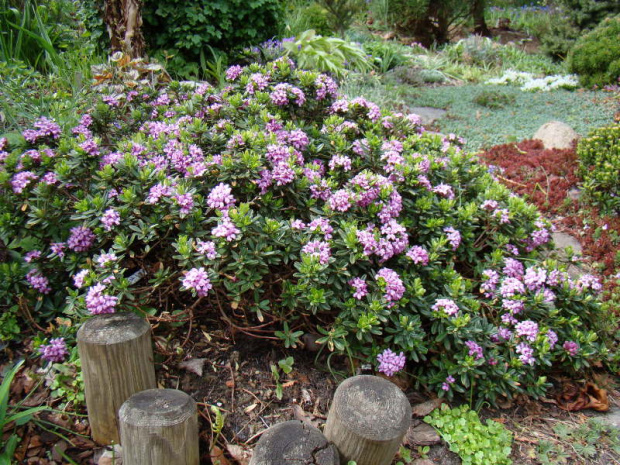 Daphne x susannae 'Cheriton'