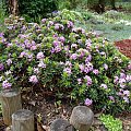 Daphne x susannae 'Cheriton'