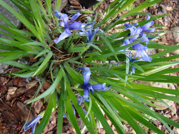 Iris ruthenica