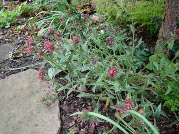 Pulmonaria longifolia 'Raspberry Splash'