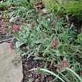 Pulmonaria longifolia 'Raspberry Splash'