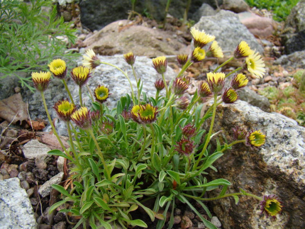 Erigeron 'Canary Bird'