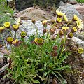 Erigeron 'Canary Bird'