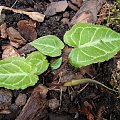 Pinellia cordata 'Green Dragon'