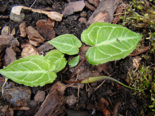 Pinellia cordata 'Green Dragon'