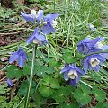 Aquilegia flabellata