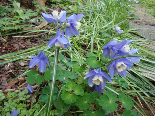 Aquilegia flabellata