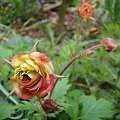 Geum 'Leonard's Variety'