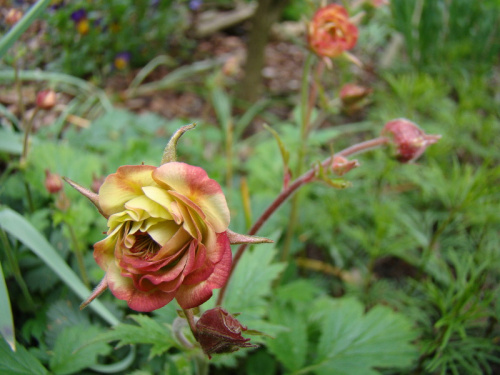 Geum 'Leonard's Variety'