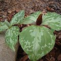 Trillium decubens