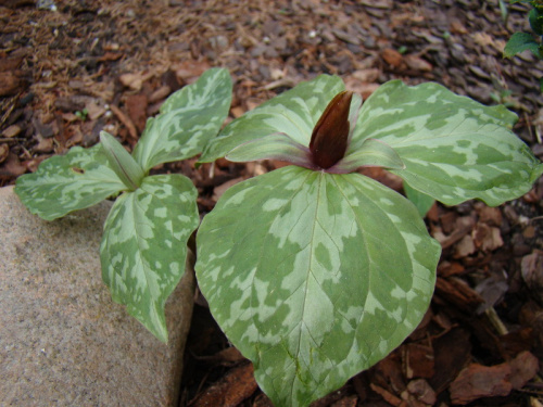 Trillium decubens