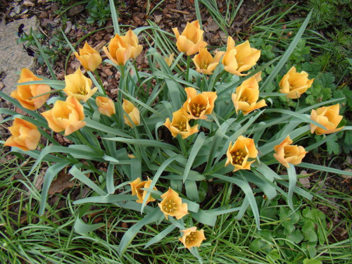 Tulipa batalinii 'Bright Gem'