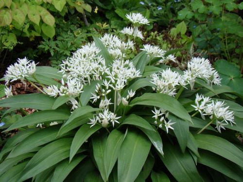 Allium ursinum