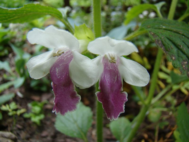 Melittis melissophyllum