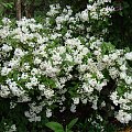 Exochorda 'The Bride'